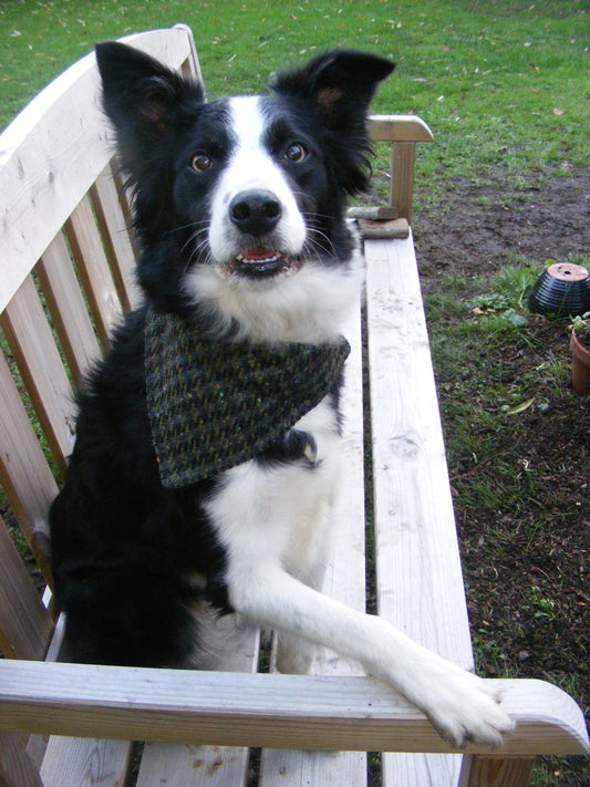 Pet Bandana